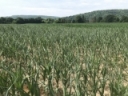 Heat-Stress and Lack of Moisture on Corn and Soybeans in SWNY