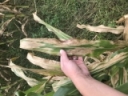 Early-Season Corn Disease: Northern Corn Leaf Blight