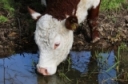 Are Your Beef Cattle Getting Enough Quality Water?