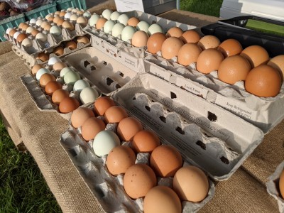 Egg washers - washes dirty eggs with the use of brushes