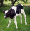 Assessing Calf Dehydration by Dr. Jennifer Trout