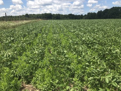SWNY Field Crop Chronicle - 8/5/2020