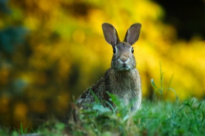 Vigilance and Biosecurity Can Help Reduce Spread of Rabbit Hemorrhagic Disease