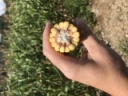 Corn Silage Harvest
