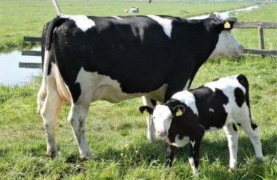 Aspirin after calving can provide relief to dairy cows, increase milk production