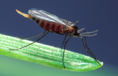 Consider Planting Winter Wheat After the Hessian Fly-Free Date