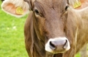 National Milk Producers Federation CFAP2 Dairy Farm Toolbox