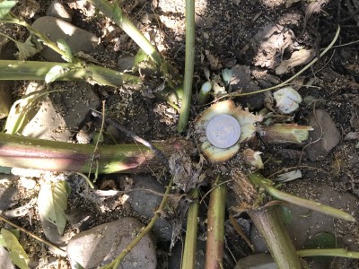 Preventing the Spread of Troublesome Weeds at Harvest in Southwest New York