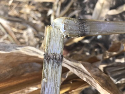 Corn Diseases and Mycotoxin Contamination of Corn Grain in Southwest New York
