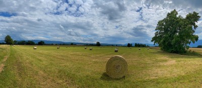 New York State Forage Exchange Available to Producers Buying and Selling Forages