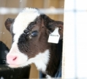 Preparing for Dairy Calf Care in Winter