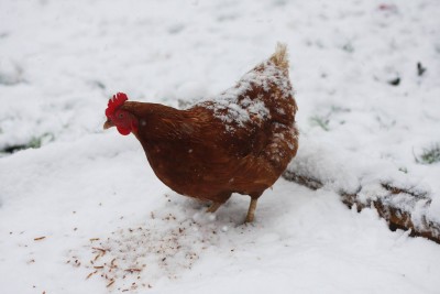 Preparing Poultry for Winter