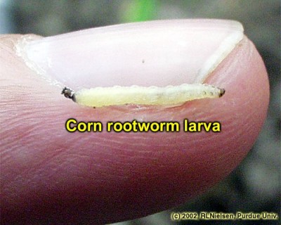 Managing Corn Rootworm and a New Control Option for New York Farmers