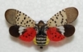 Spotted Lanternfly Confirmed Found in NYS