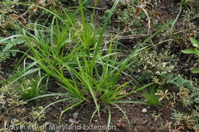 Sneaky Pasture Weeds - Sedges and Rushes