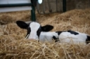 Narrow Down the Cause of Calf Scours