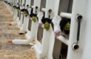 Know your calves to catch illnesses early by Carla Wardin