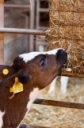 Hay or Nay? Should you provide hay to pre-weaned dairy calves? by Casey Havekes