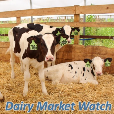 Dairy Market Watch - January 2021