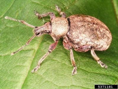 Do you have Alfalfa Snout Beetle on your farm?