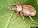 Do you have Alfalfa Snout Beetle on your farm?