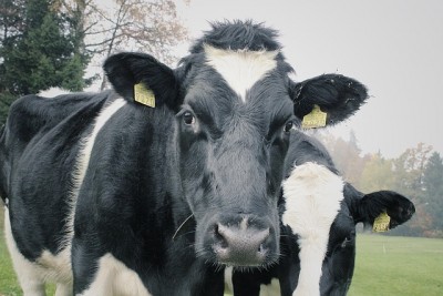 Microgrant for Dairy Farmers in New York