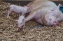 Care of Pigs from Farrowing to Weaning, by John Rea