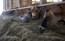 Could farmers be teaching cows bad habits? by Carla Wardin