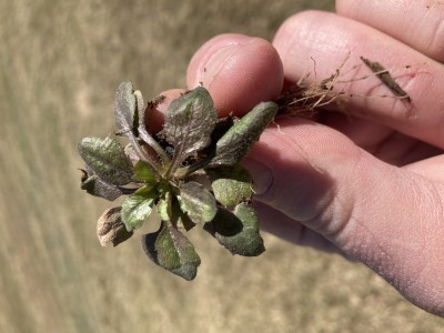 Weed Control in Wheat and Nitrogen Carrier Issues