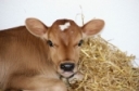 Considerations for Timely Euthanasia in Calf Care