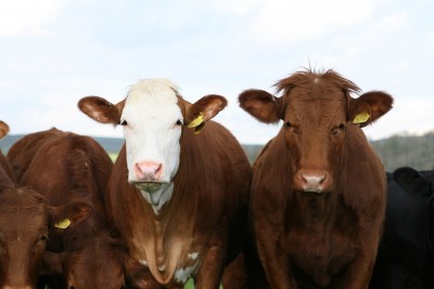 Webinar Recordings for Beef Producers Now Available