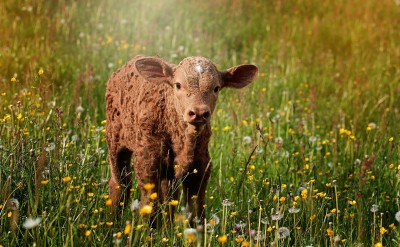 Selection for Calving Ease