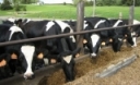 Managing Forage Digestibility to Combat High Commodity Prices by Joe Lawrence