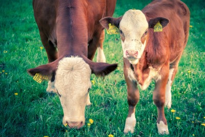 Keeping the First Calf Heifers on Track by Parker Henley, OK State