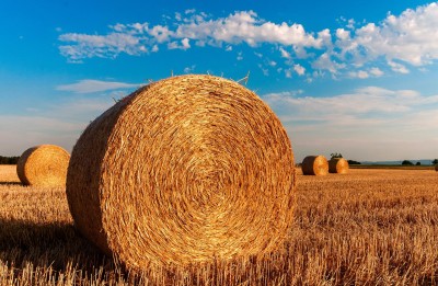 Short on hay this spring? by Joe Lawrence and Kitty O'Neil