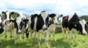 Are Cows Emotionally Intelligent? by Dr. Tripp