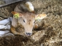 Dystocia and Difficult Calvings: A Perspective from Dam and Calf (Part 2)