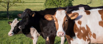 Methane emissions from U.S. dairies in decline