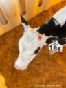 Understanding use of caustic paste to prevent horn growth on New York dairy farm