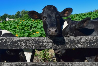 Raising Holstein and Crossbred Steers