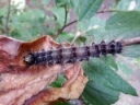 Have you seen Gypsy Moth Larvae in Your Fields?