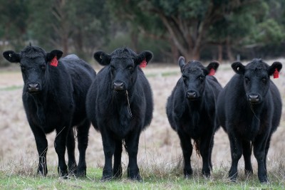 Management Practices to Add Value to Beef Calves