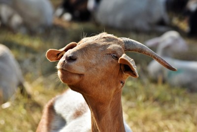 Foot Rot in Small Ruminants