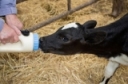 Are you mastering your colostrum management?