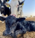 Make the most of beef-on-dairy calves