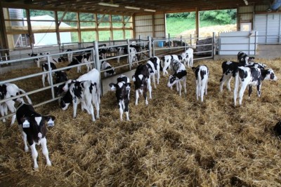 Back to Basics: Calf Barn Ventilation - Southwest New York Dairy