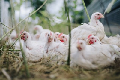 CCE NYS Pastured Broiler Survey