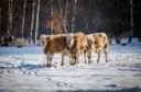 Cold Stress and Beef Cattle by David Hartman, PSU