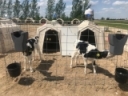 Calves can make the perfect pair by Abby Bauer, Hoard's Dairyman magazine