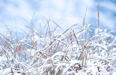 Tips on Grazing After a Frost or Freeze